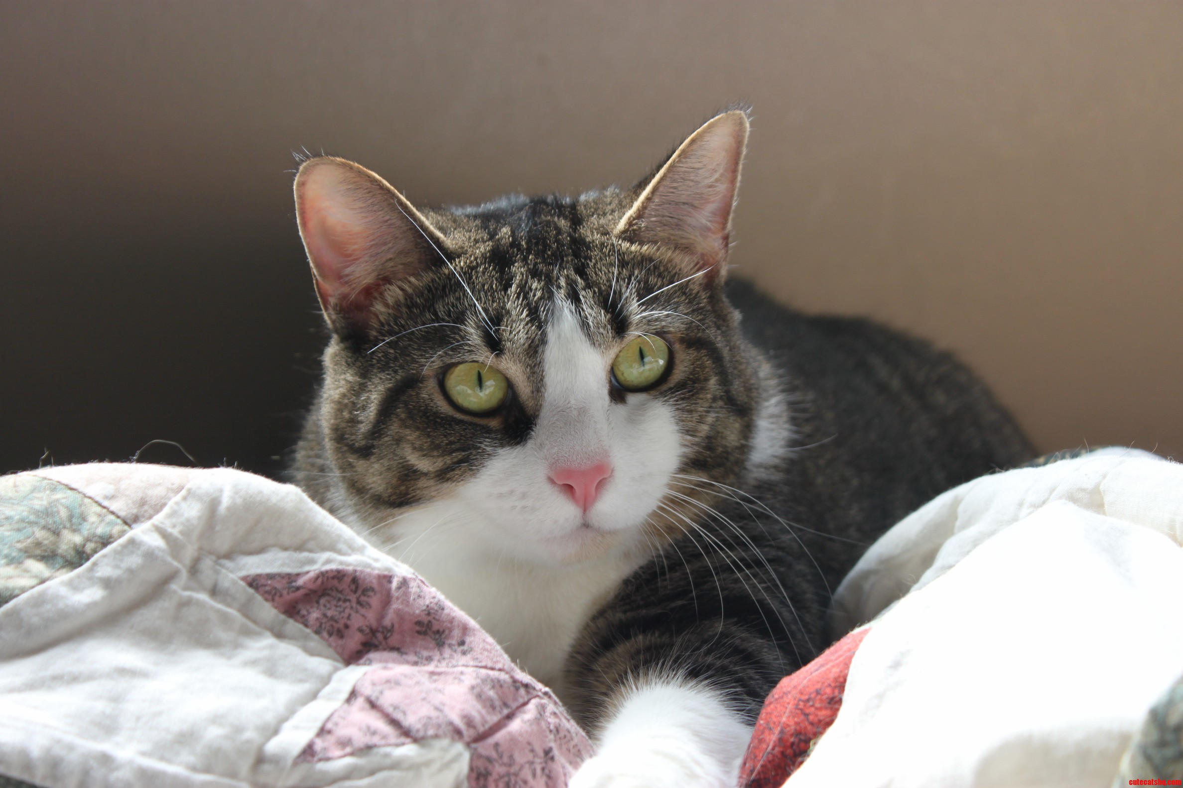 One of My Gorgeous Girls Sunlit and Chilling on a Quilt