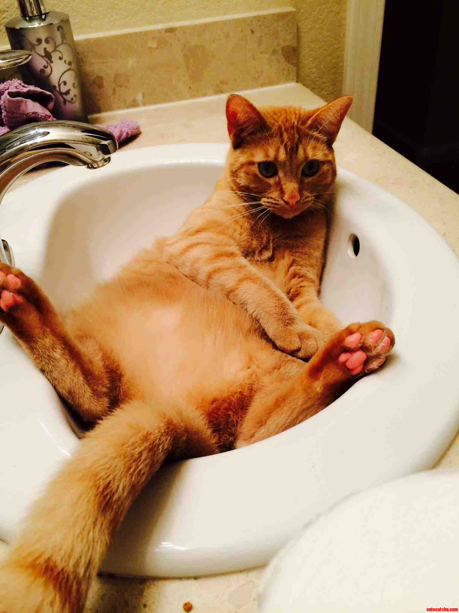 One of Sargents Favorite Spots in the House