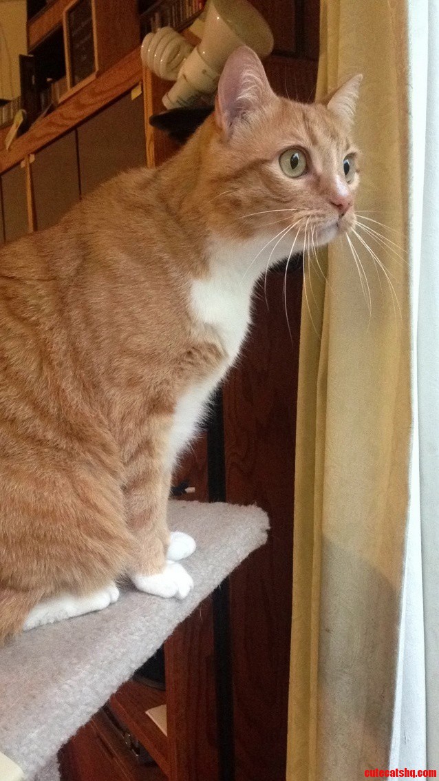 One of the Only Times Hes Holding Still When Hes Fixated on the Birdssquirrels Outside. My Photo-op