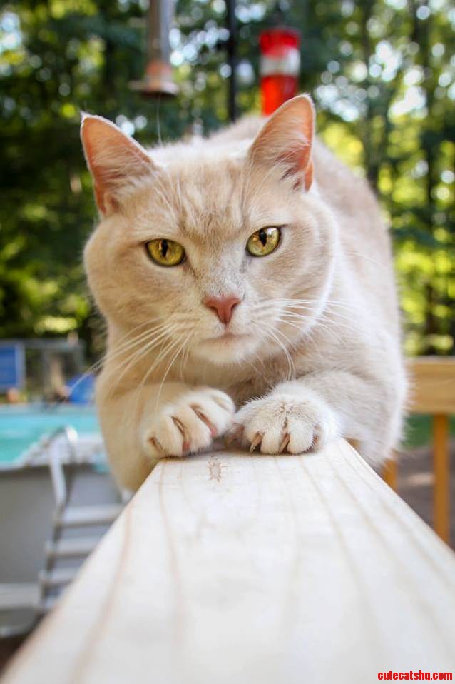 One of the Prettiest Cats I Ve Seen. Meet Ollie.