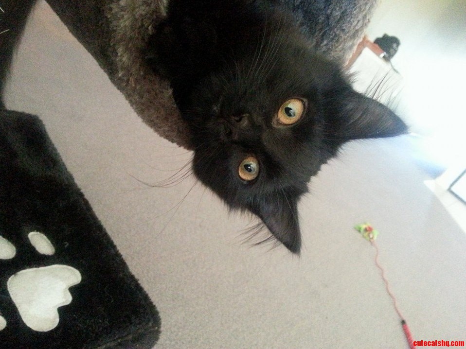 Only Had Him 2 Days and Already Hes Fitted Right in Meet Archie