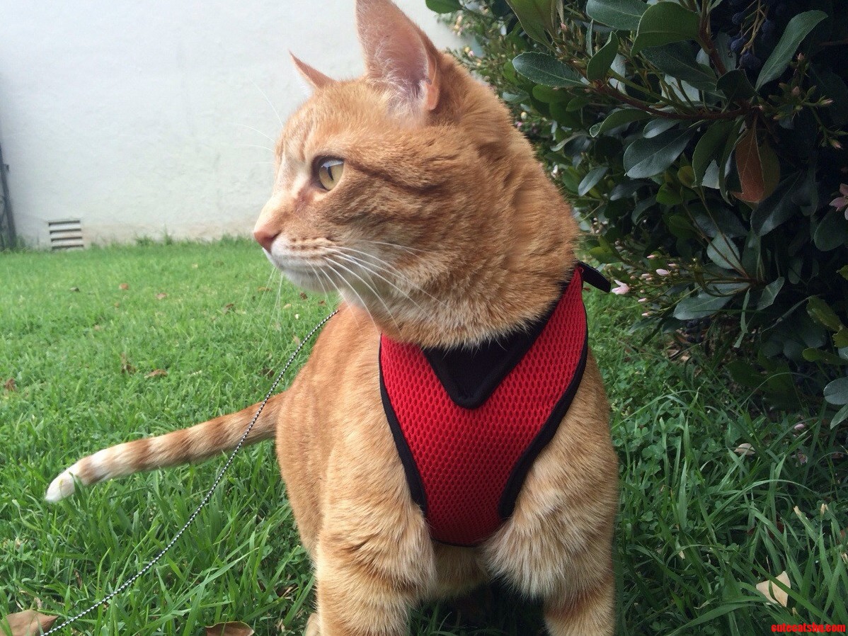 Orion Is Loving His New Harness