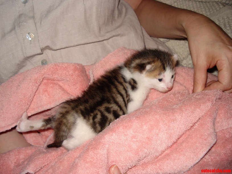 Orphan Kitten My Wife Fostered.