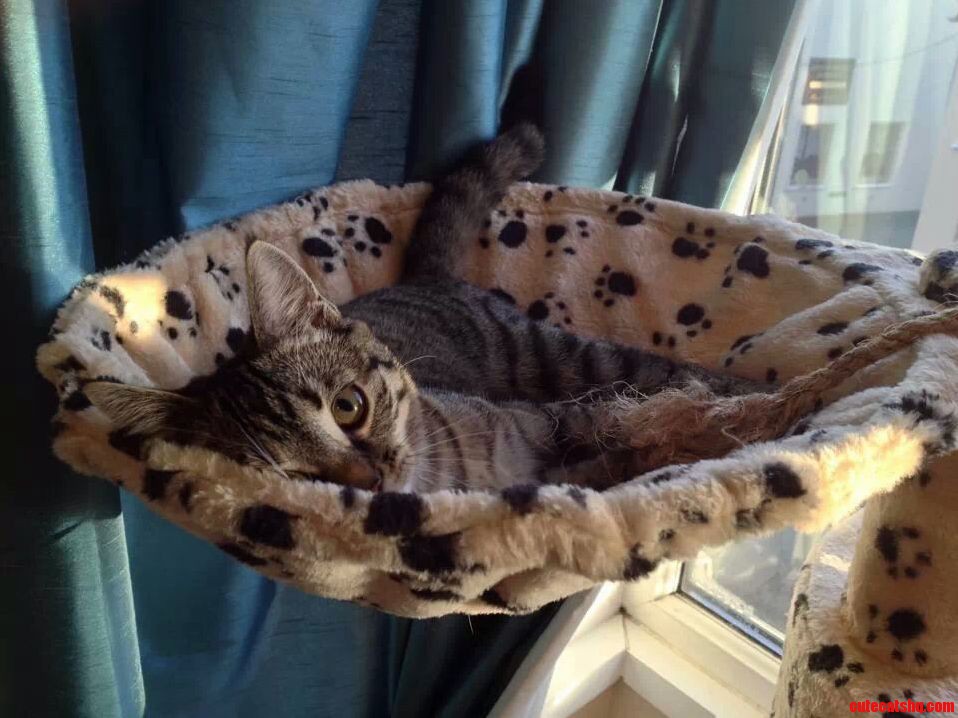 Our Baby Girl Thundercat. She Knows Shes Pretty