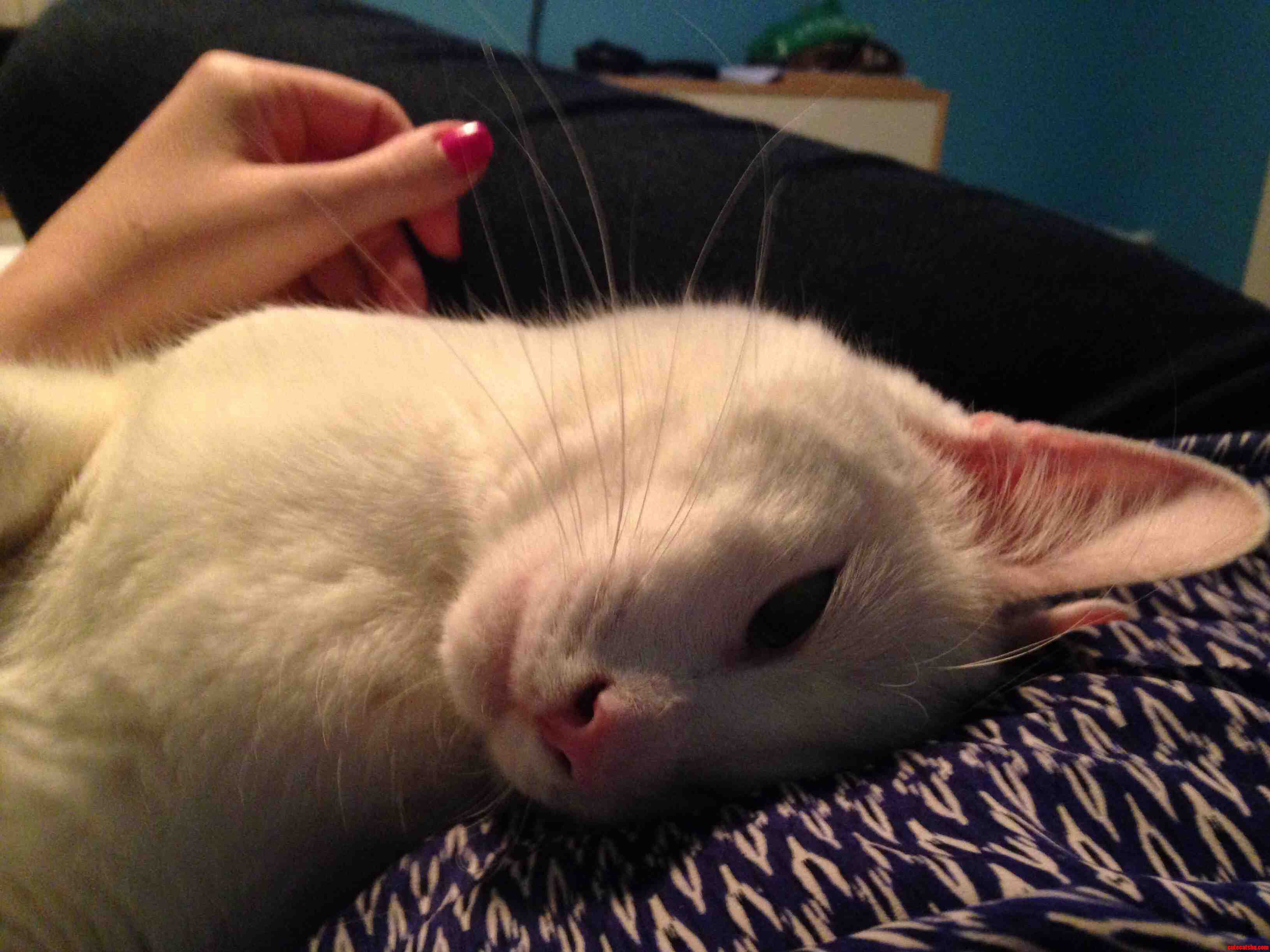 Our Cat Romeo Is So Accurately Named. Hes a Lover to the Core.