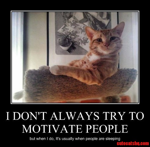 Our Cats and Im Guessing All Cats Everywhere