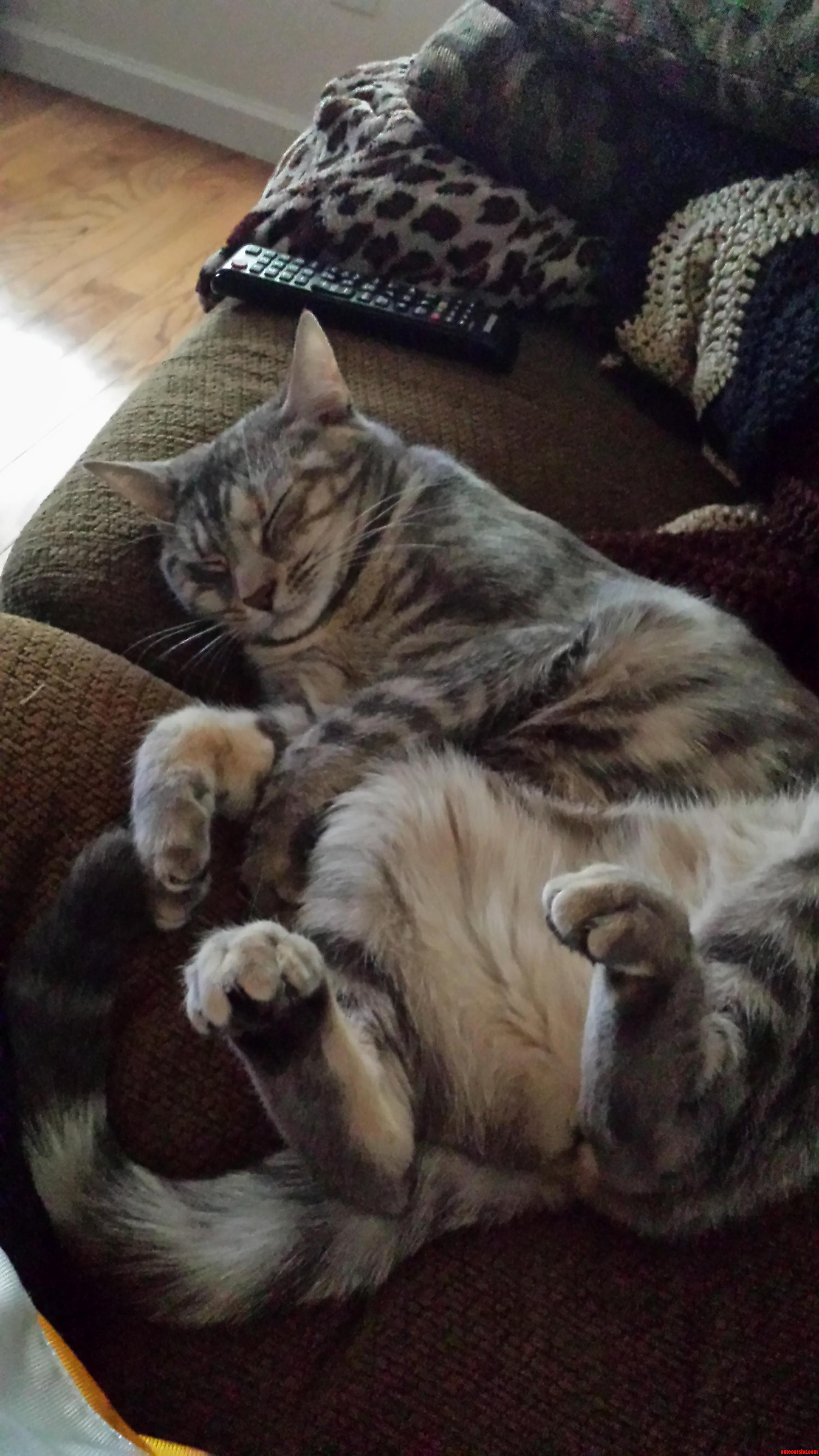 Our Kitty Likes to Sleep with Her Feet in the Air and Her Toes Curled