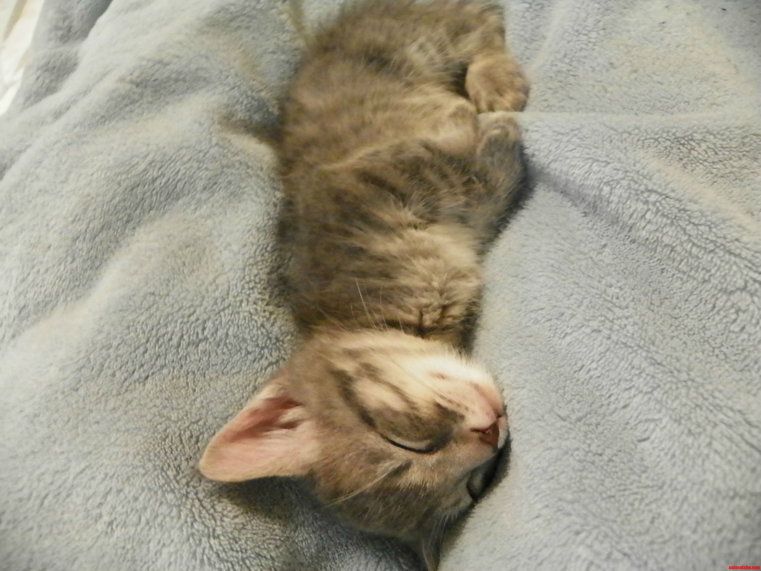Our New Kitten Pandora