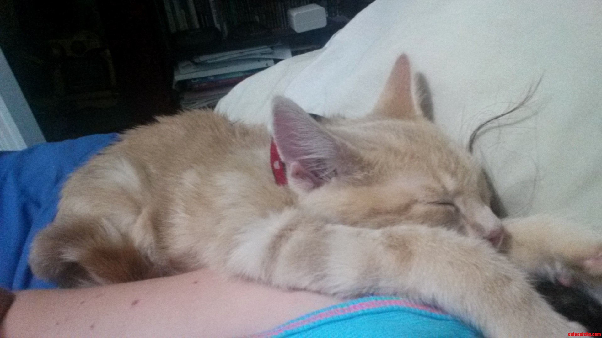 Our New Kitten Smoosh Is Such a Sook and Snuggles Right Up on Your Shoulder