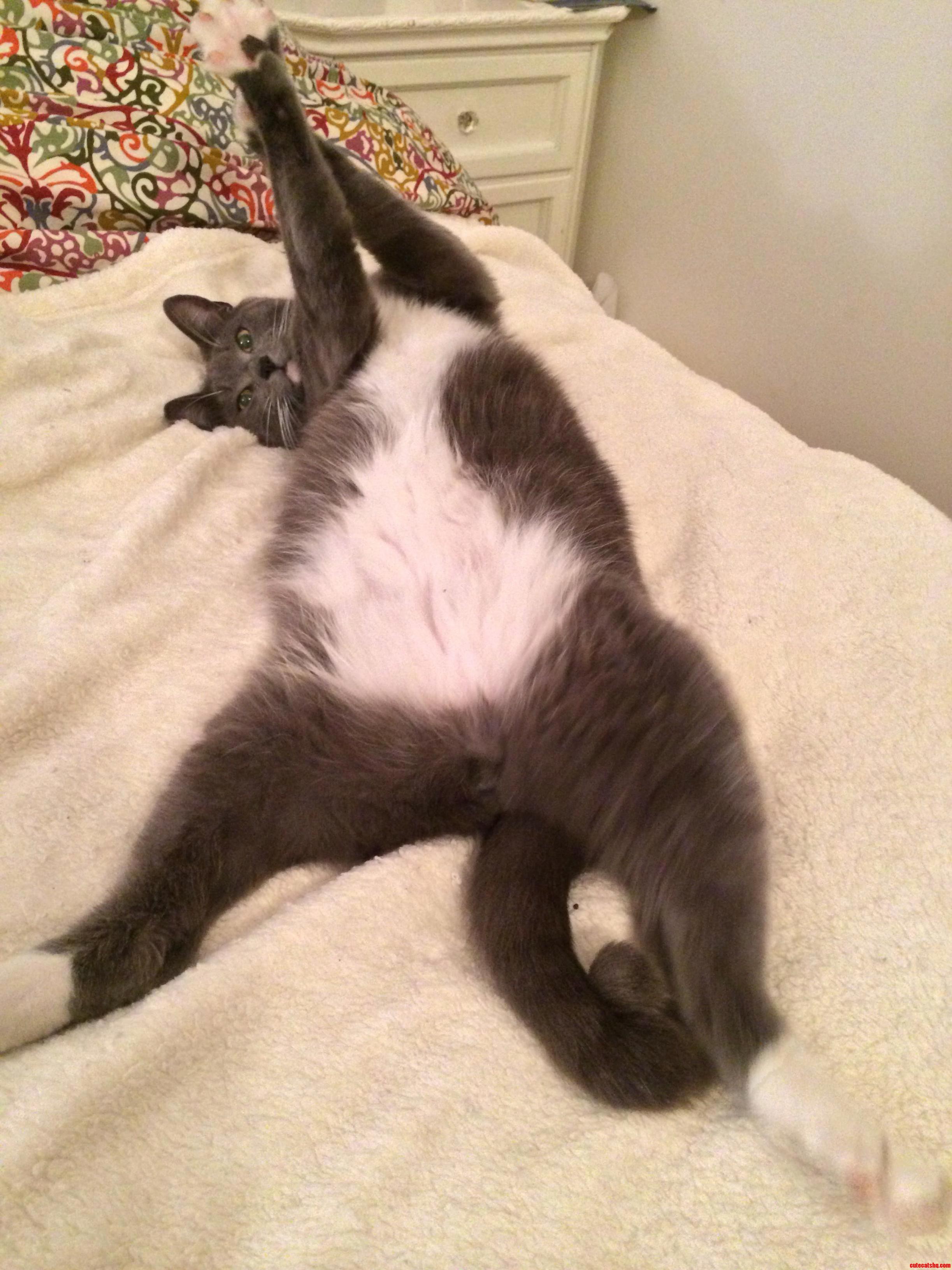 Paws in the Aurrrrrr Like You Just Dont Currrrrrrr