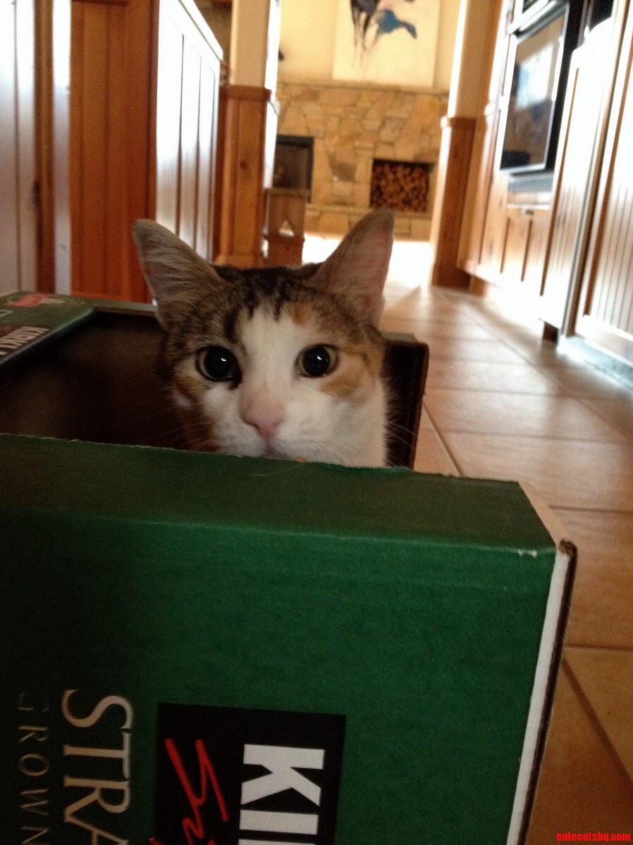 Peanut Showing Off Her New Box