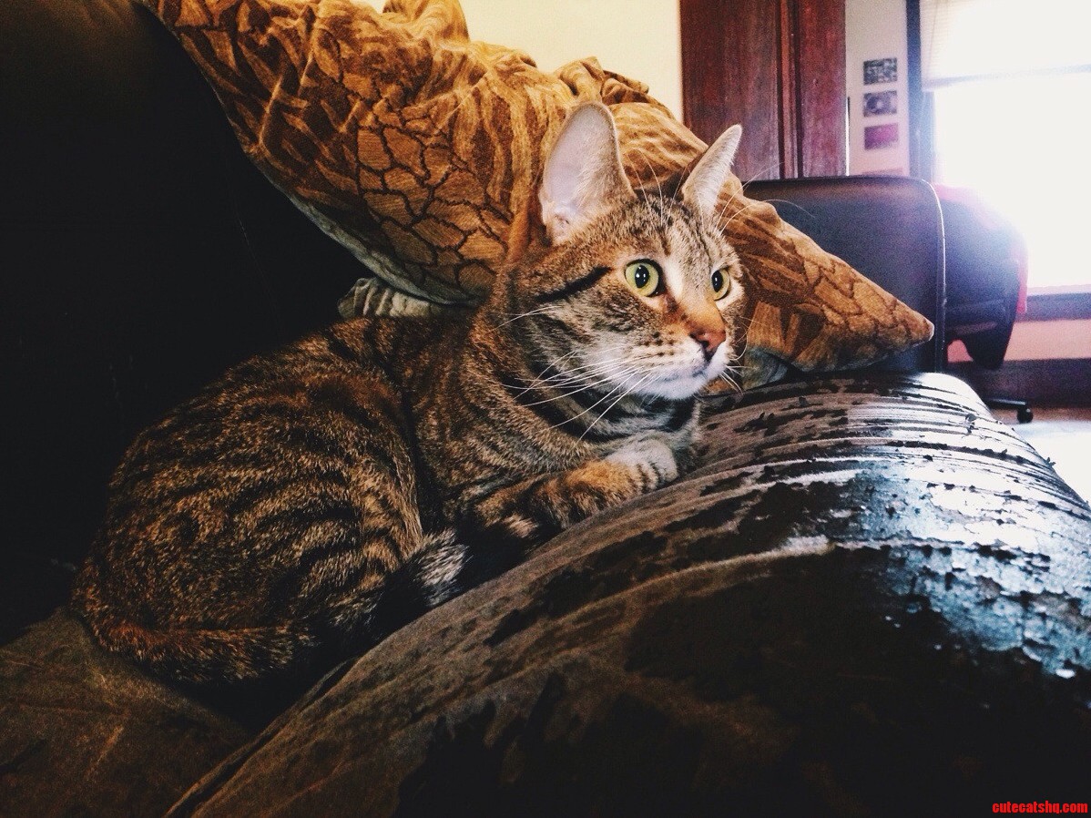 Penguin Cat