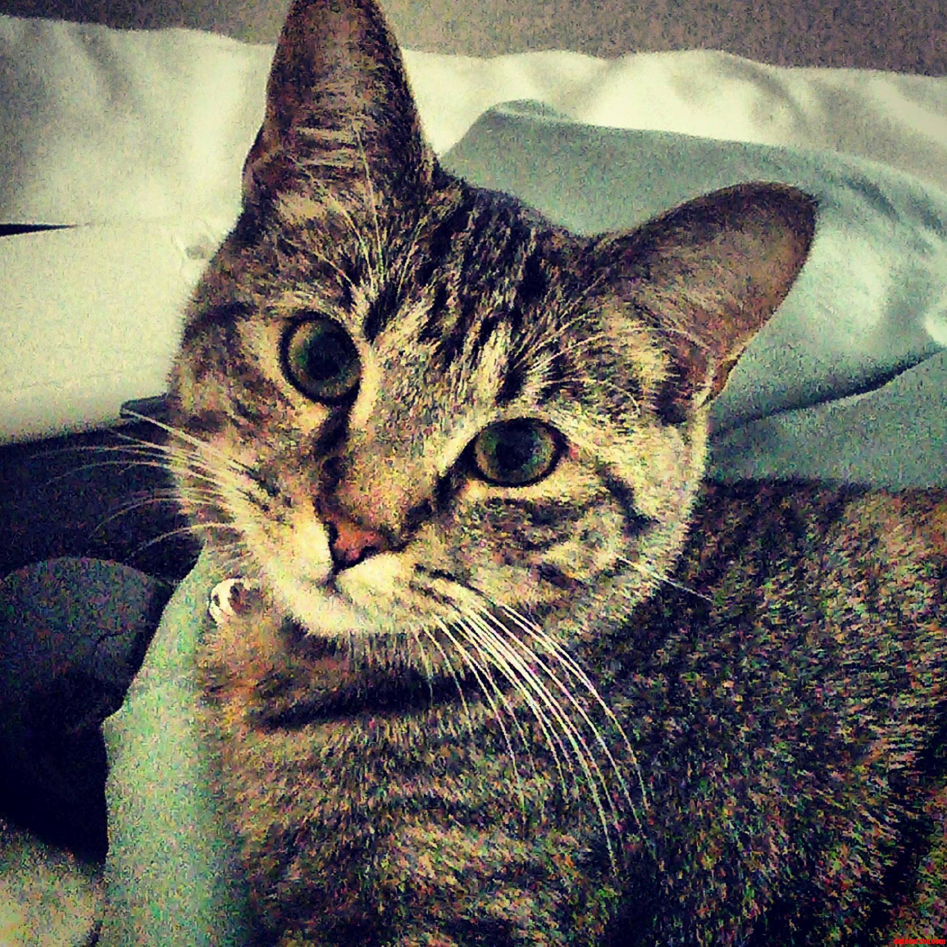 Penny aka Devil Kitty