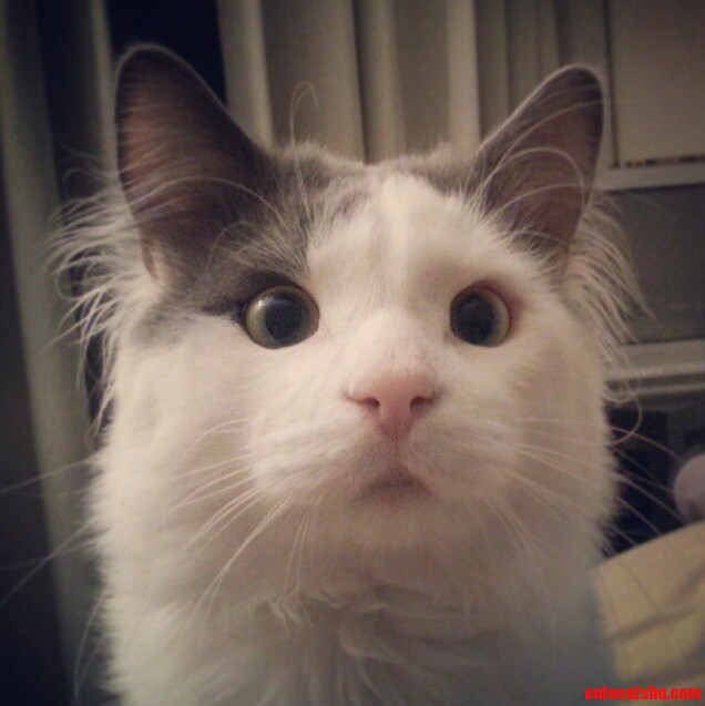 Pepino - the Crossed-eyes Cat
