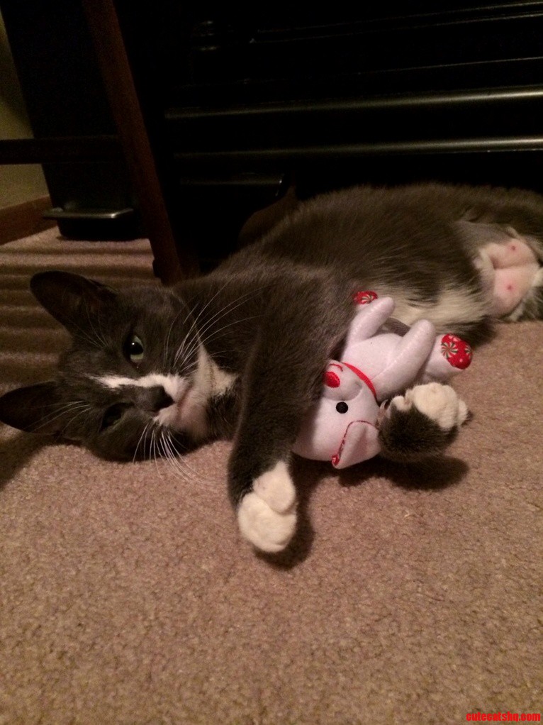 Pepper Is High As a Kite but Recovering Well from from Her Spay. Hence the Shaved Belly and Kitten Boobies.