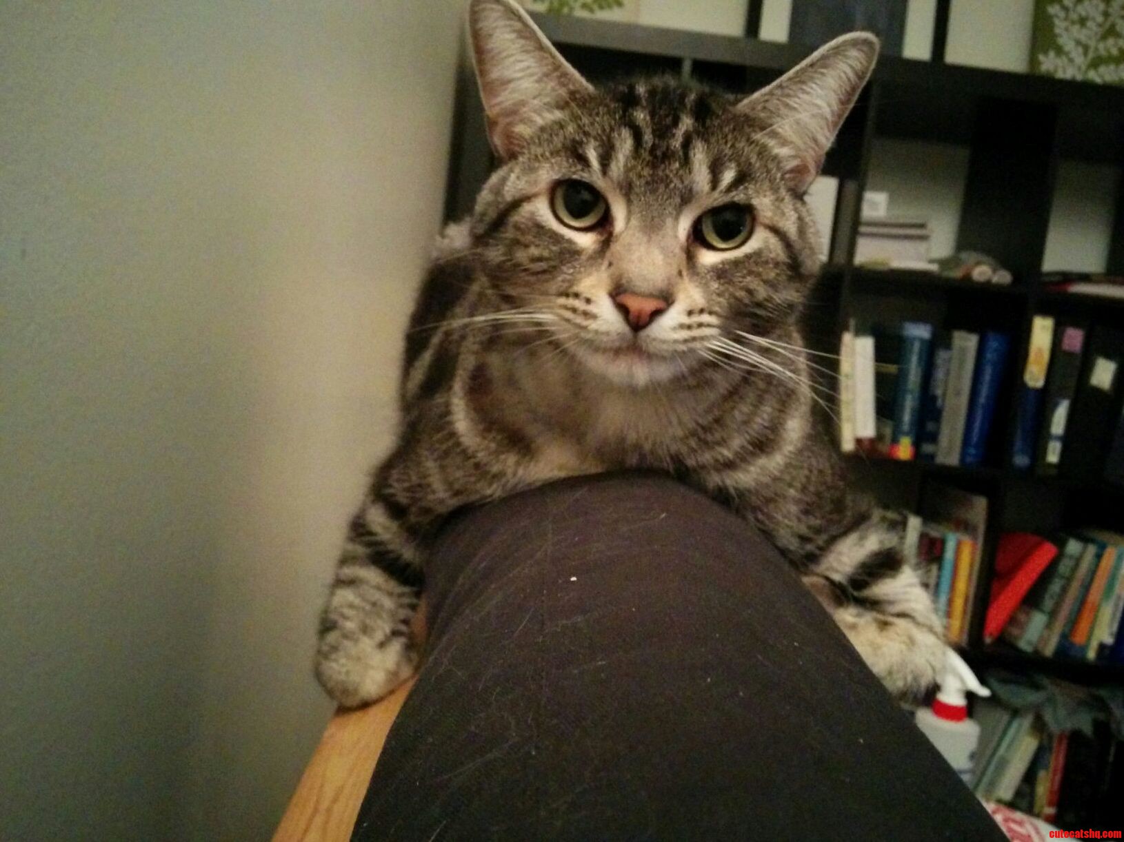 Phineas Hanging Out on the Back of the Futon