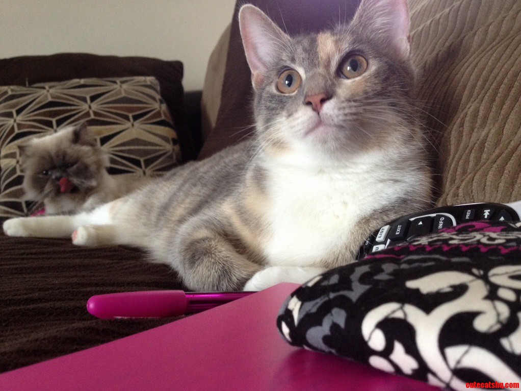 Photobomb Cat