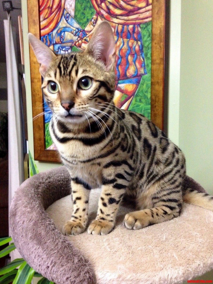 Pickles Guarding His Tower from the Baby Snow Bengal Below.