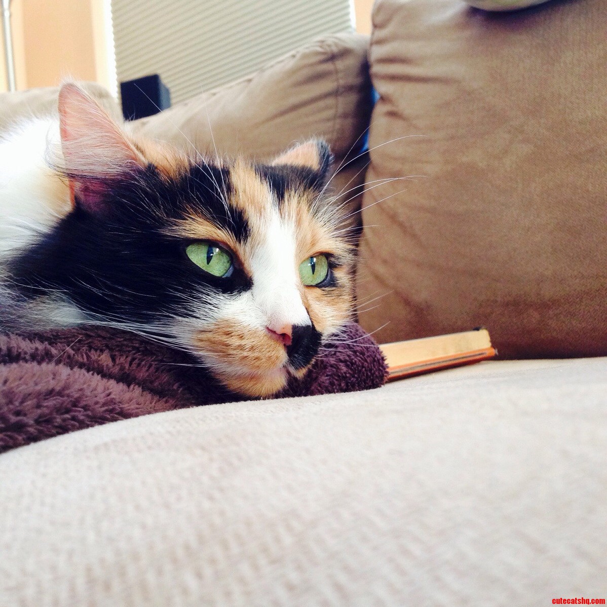 Pickles on the Couch
