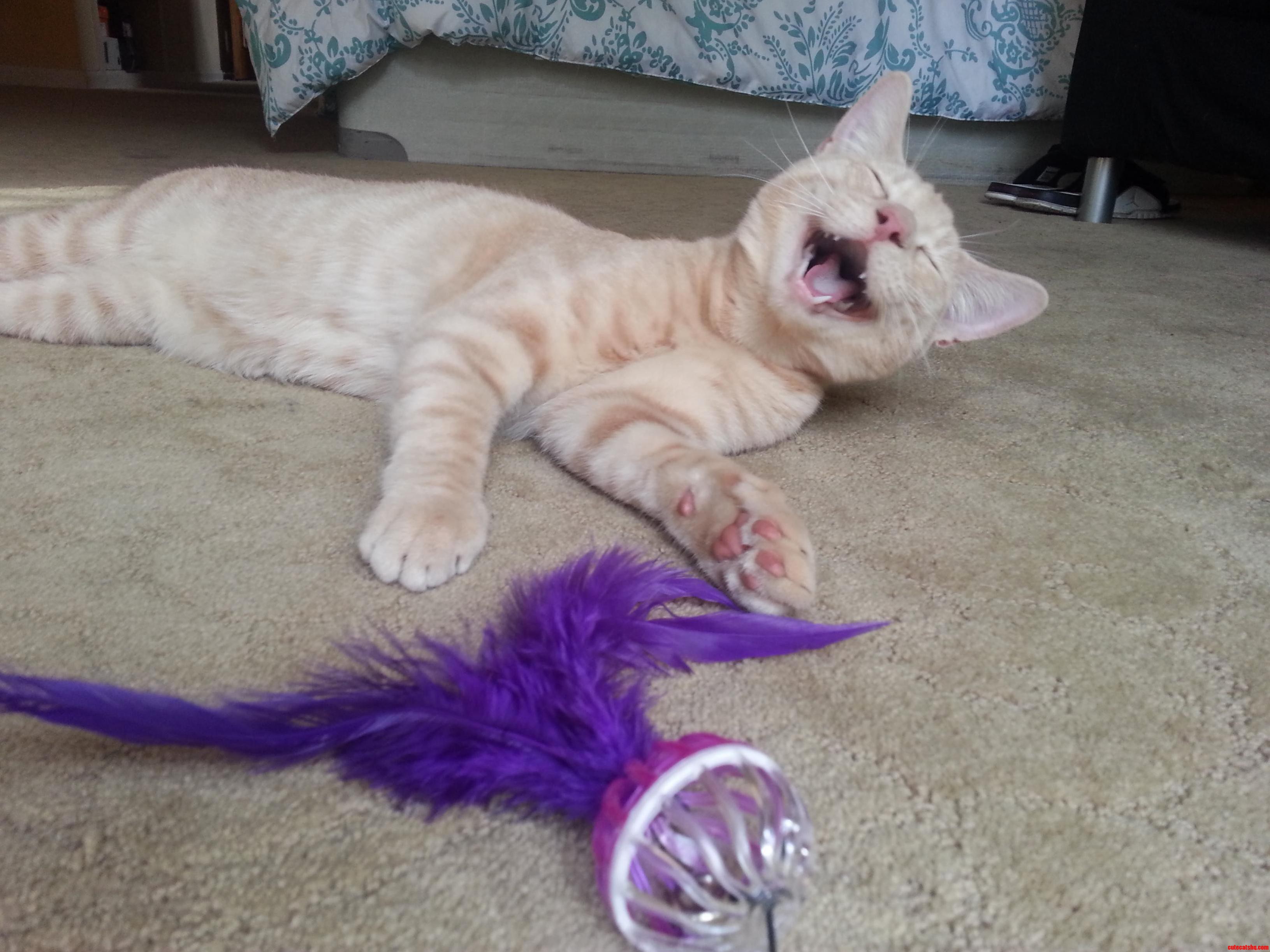 Play Time Extremely Happy Cat