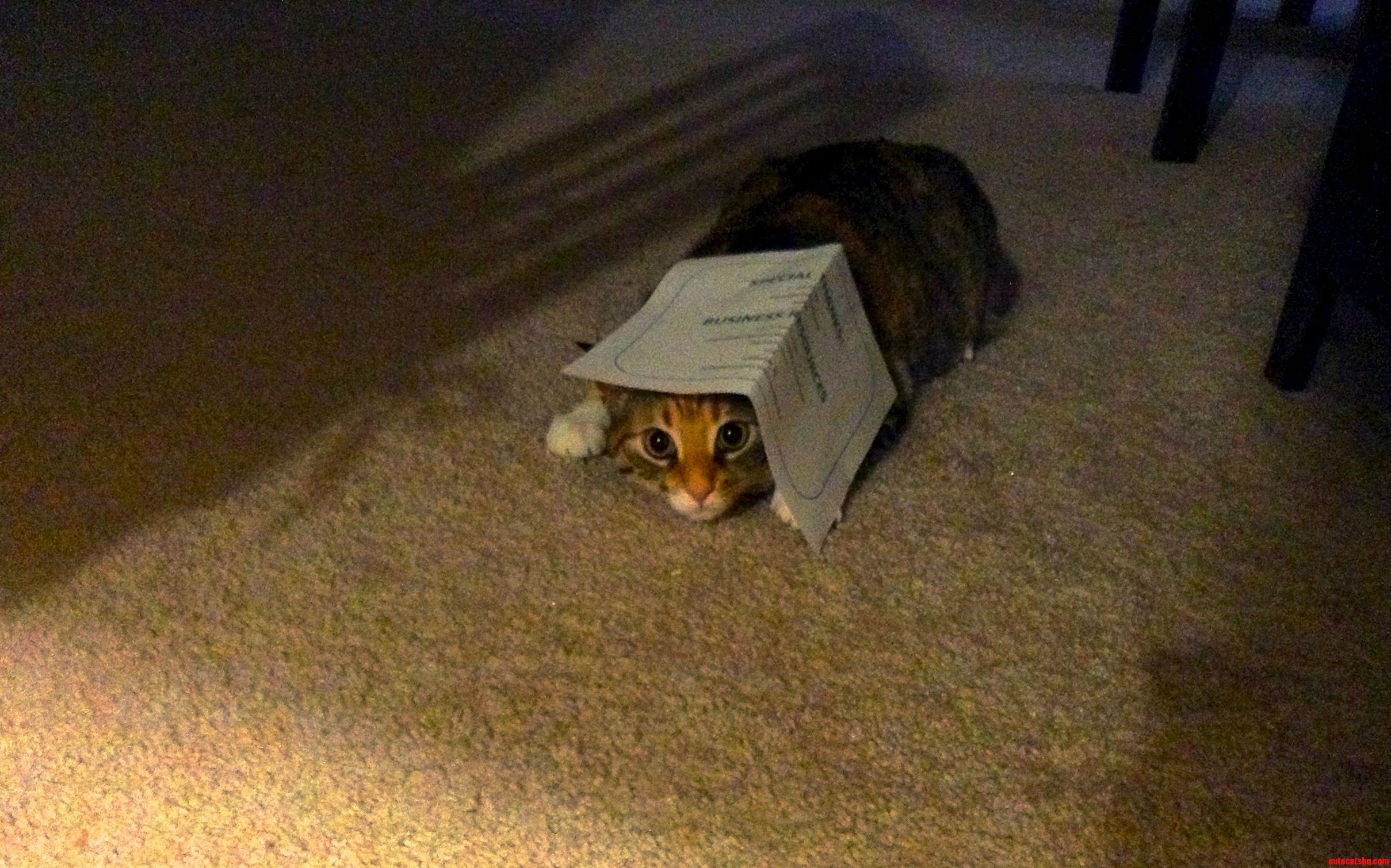 Playing Hide Seek with Lily.