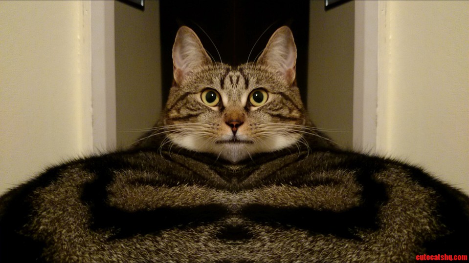 Playing with My Phone and Used the Mirror Effect on My Cat