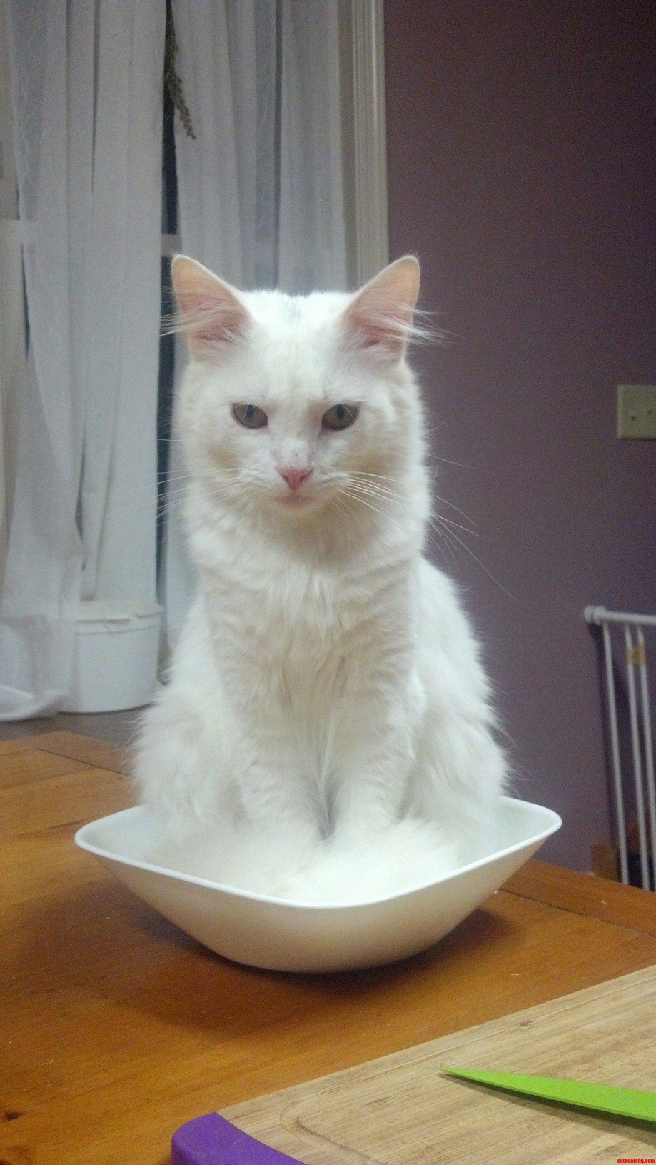 Please Pass The...majestic Levitating Cat