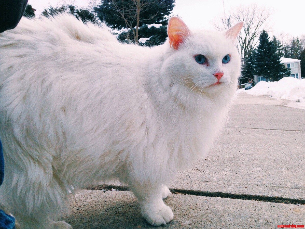 Polar Cat