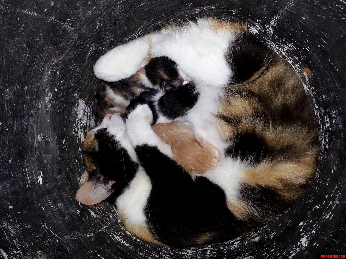 Pot-full of Momma and Fresh Born Kitties