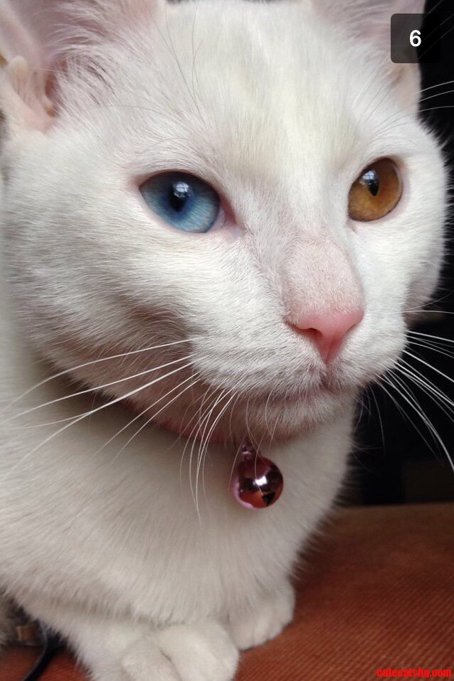 Pretty Kitty