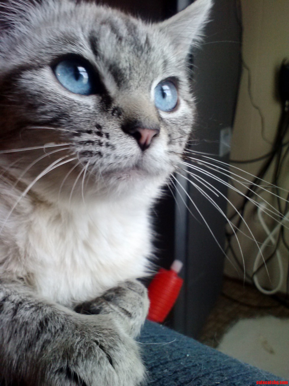 Princess Peach. She Was the Only Survivor in a Litter So Shes Super Spoiled.