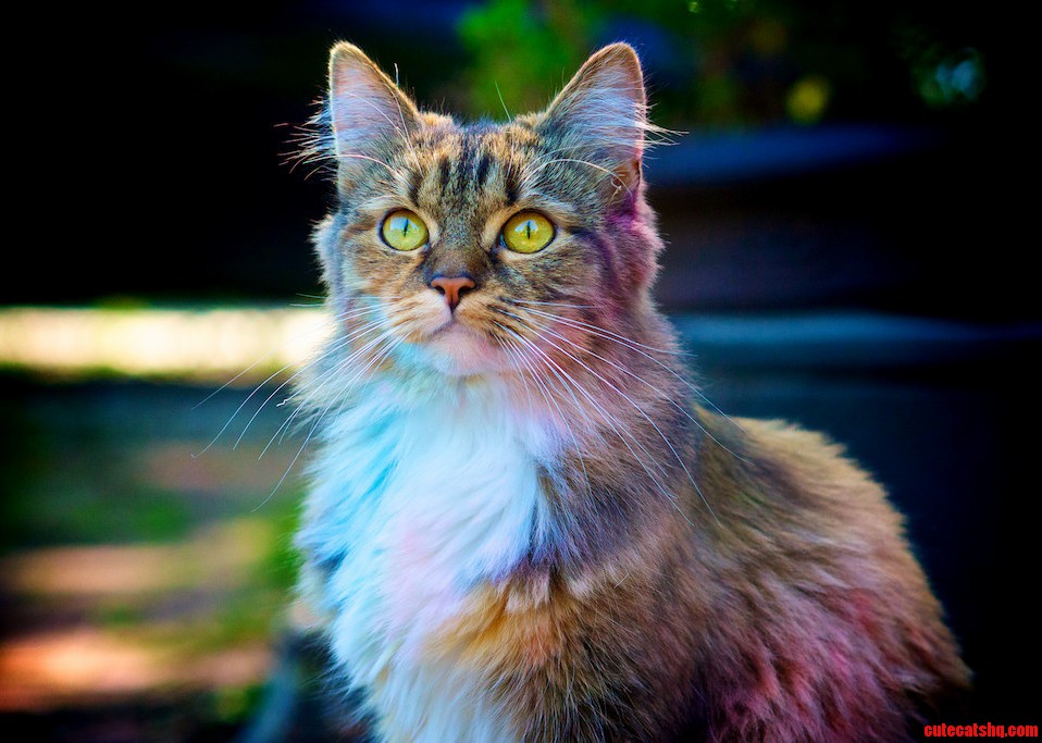 Rainbow Cat