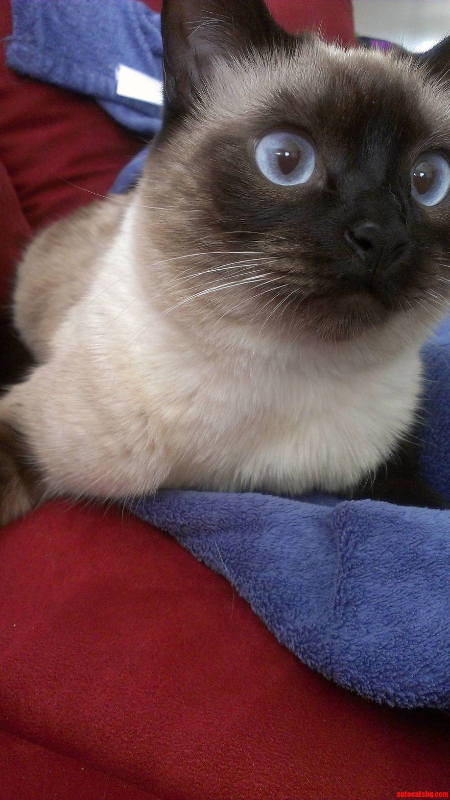 Ramonas Eyes Make My Heart Melt