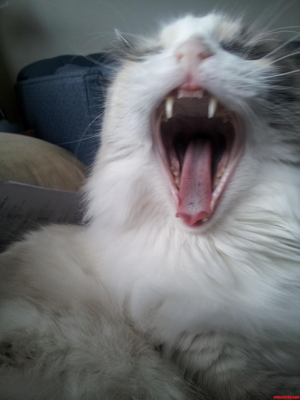 Rawr