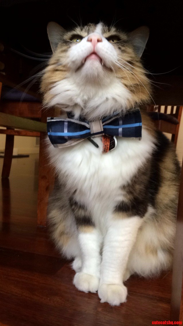 Real Men Wear Bow Ties