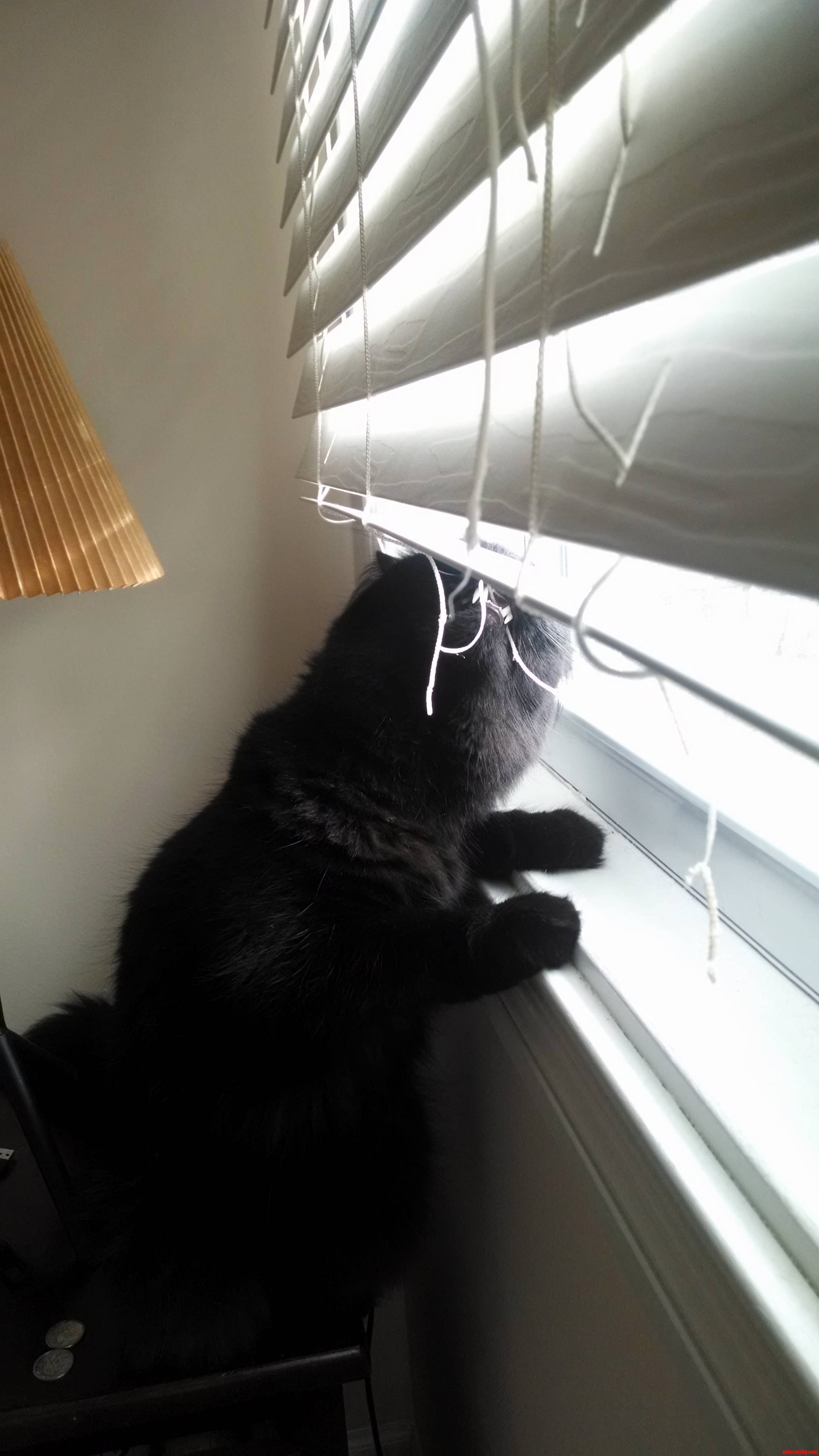 Reason 96389 That Bruce Is My Cat