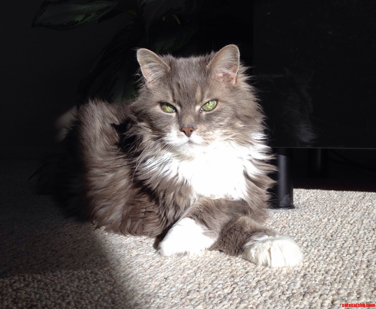 Remember Pearl the Goggles-wearing Cat Here She Is Without Goggles Enjoying a Sunbeam Today.