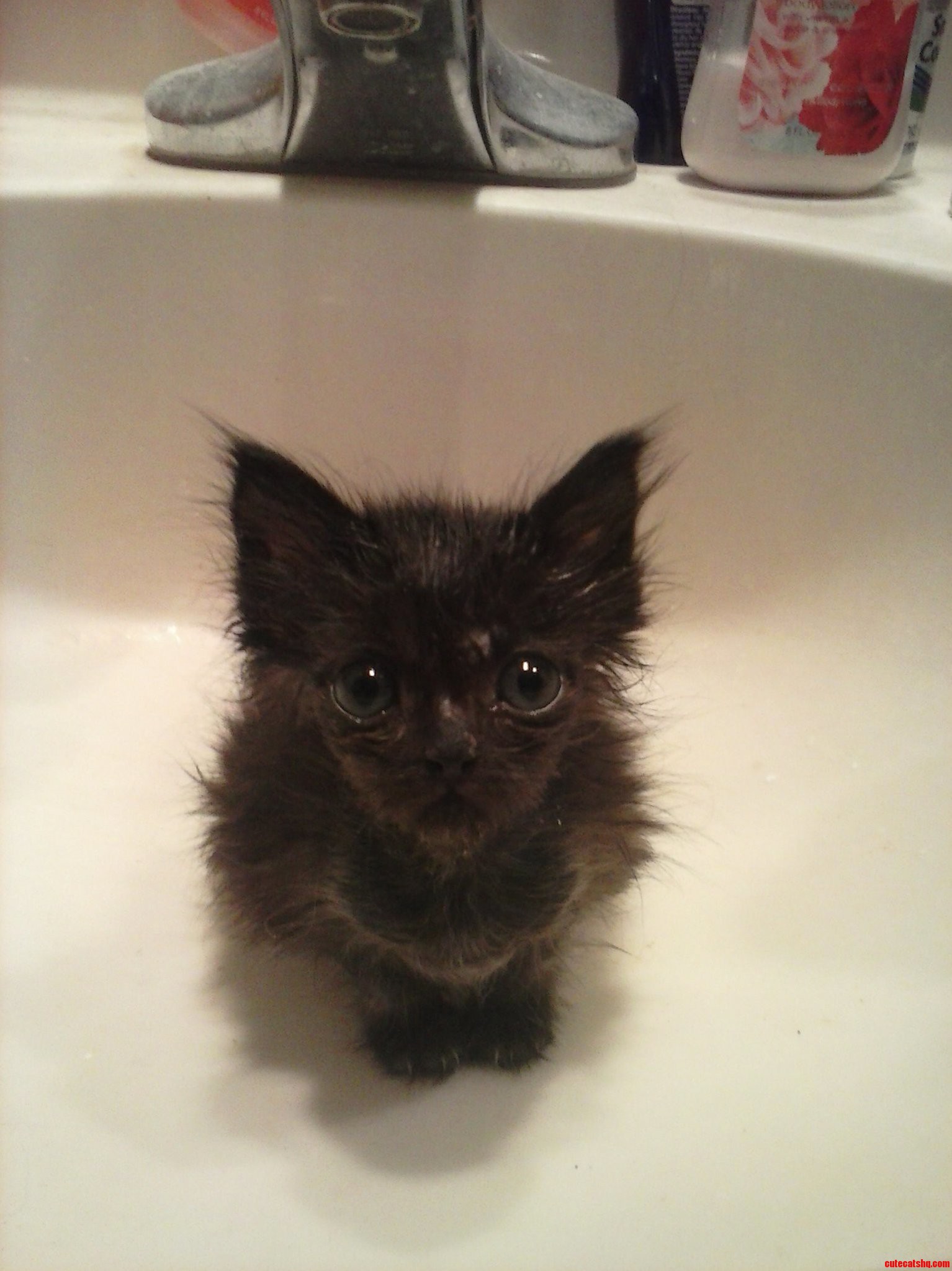 Rescue Kitten. Elvira Is the Sweetest She Just Wants Some Love