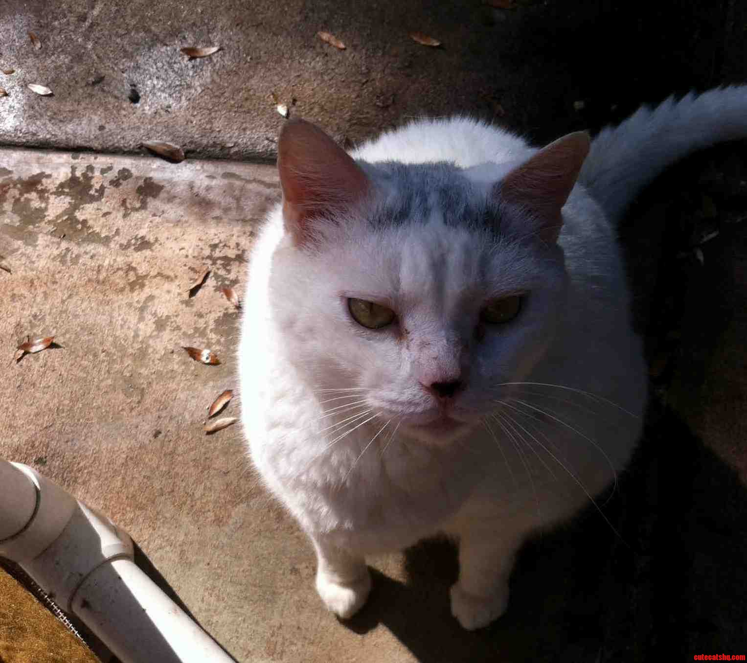 Rest in Peace Mr. White. 12 Yrs.