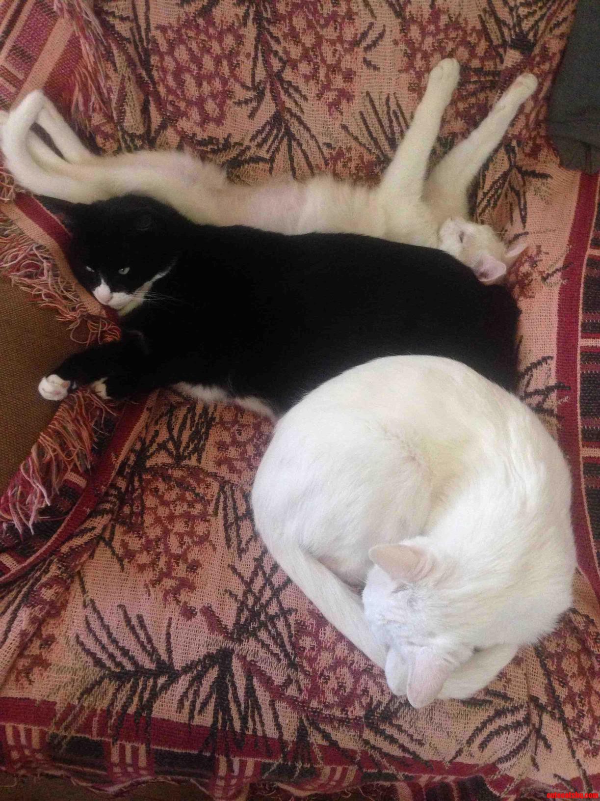 Reverse Oreo Cat Sammich