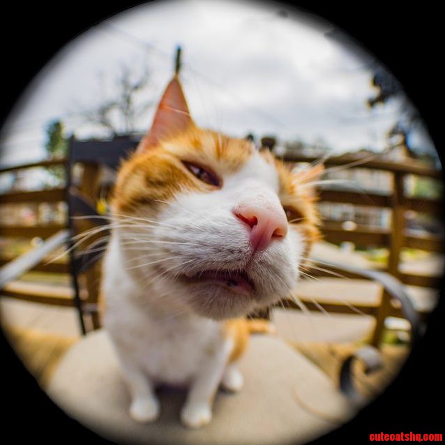 Richard the Outdoor Housecat.