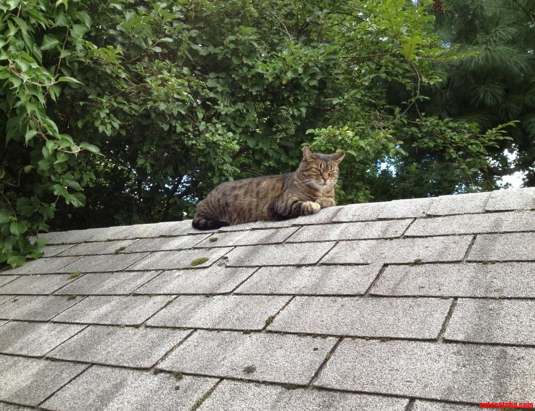 Roofcat Is Apprehensive of Your Intentions.