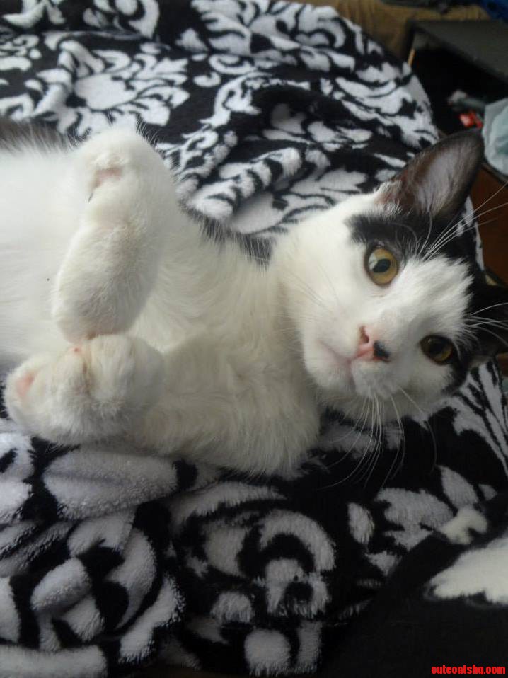 Roosevelt Our Rescue Special Kitty