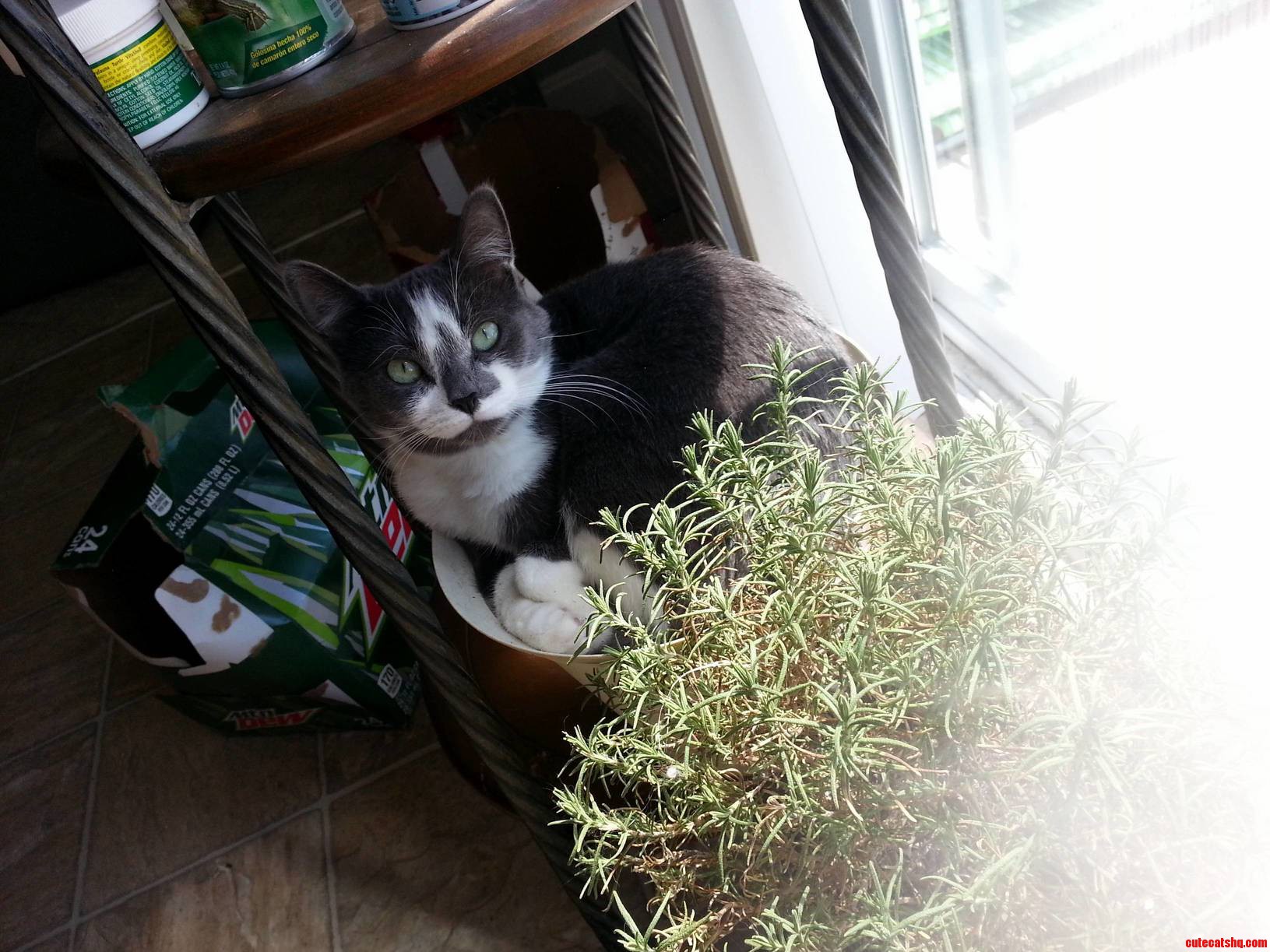 Rosie Like Boxes but Prefers Plant Pots.