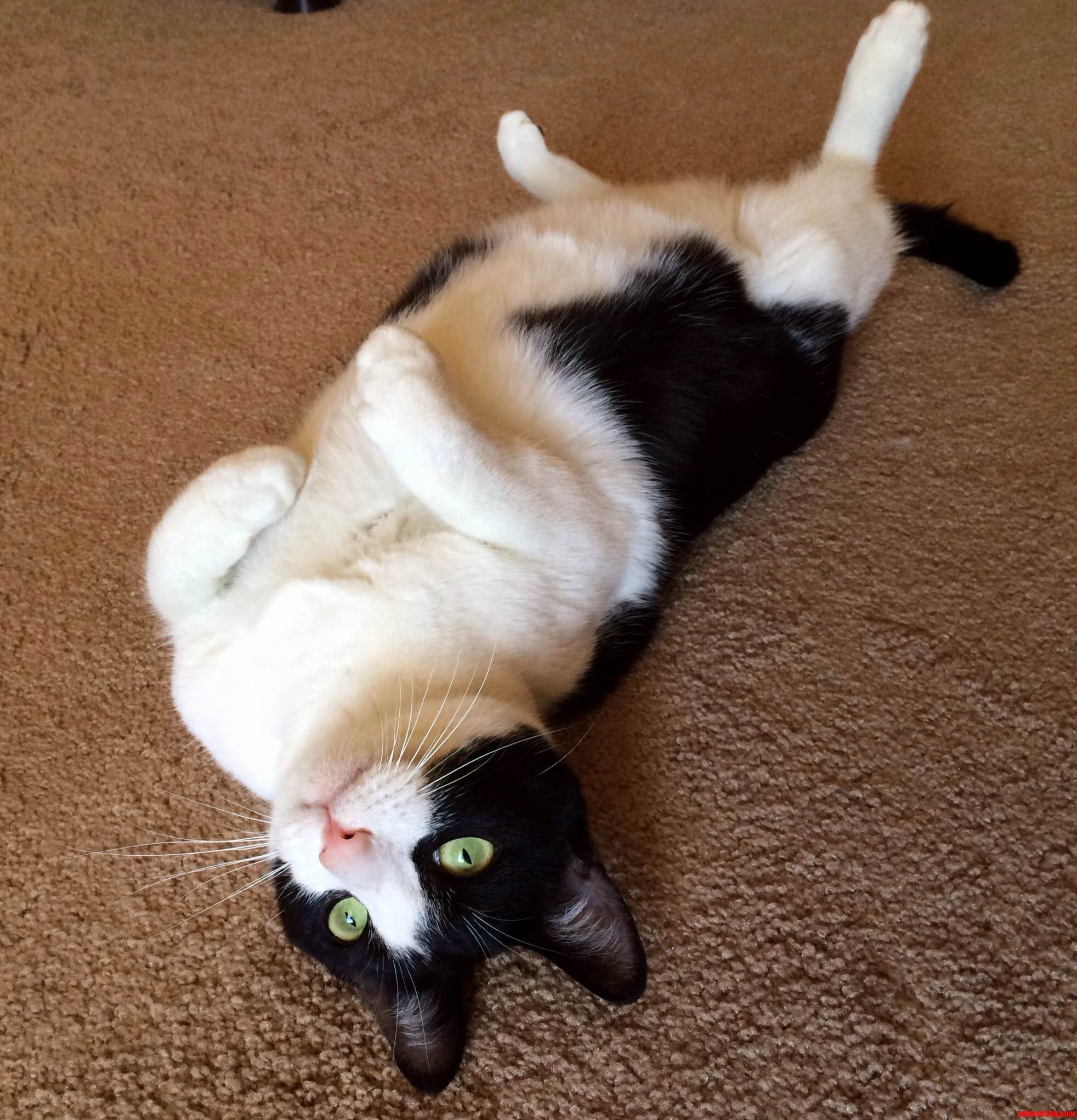 Rosie Loves Attention