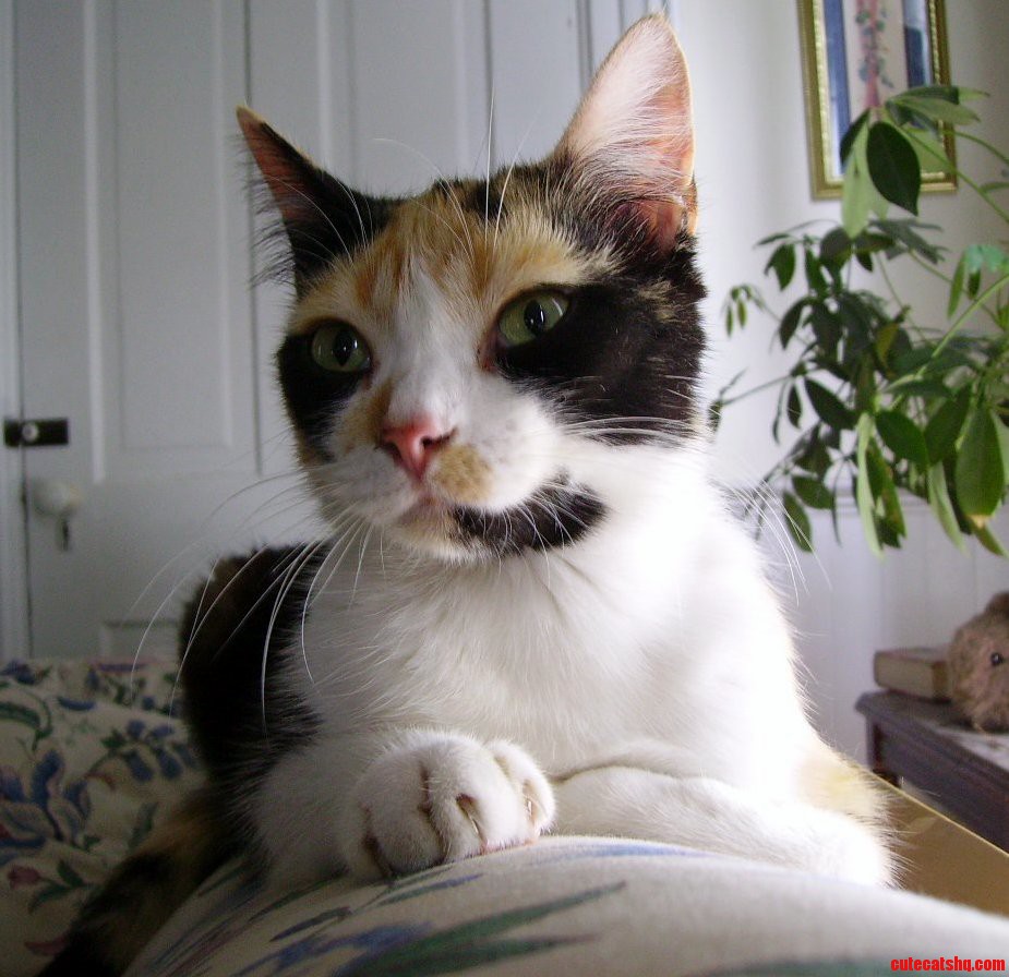 Roxanne Lounging on Couch