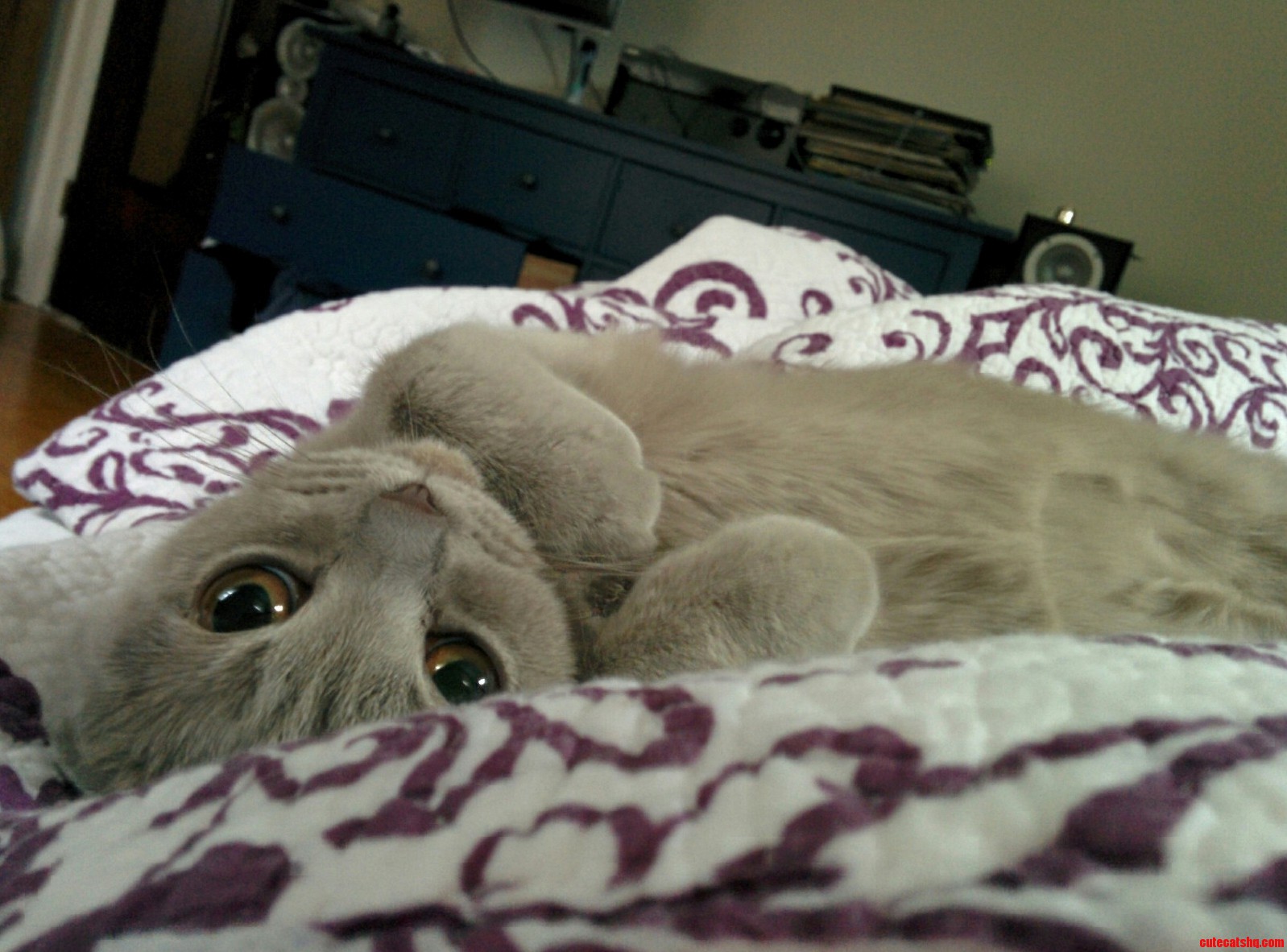 Rub My Belly Please