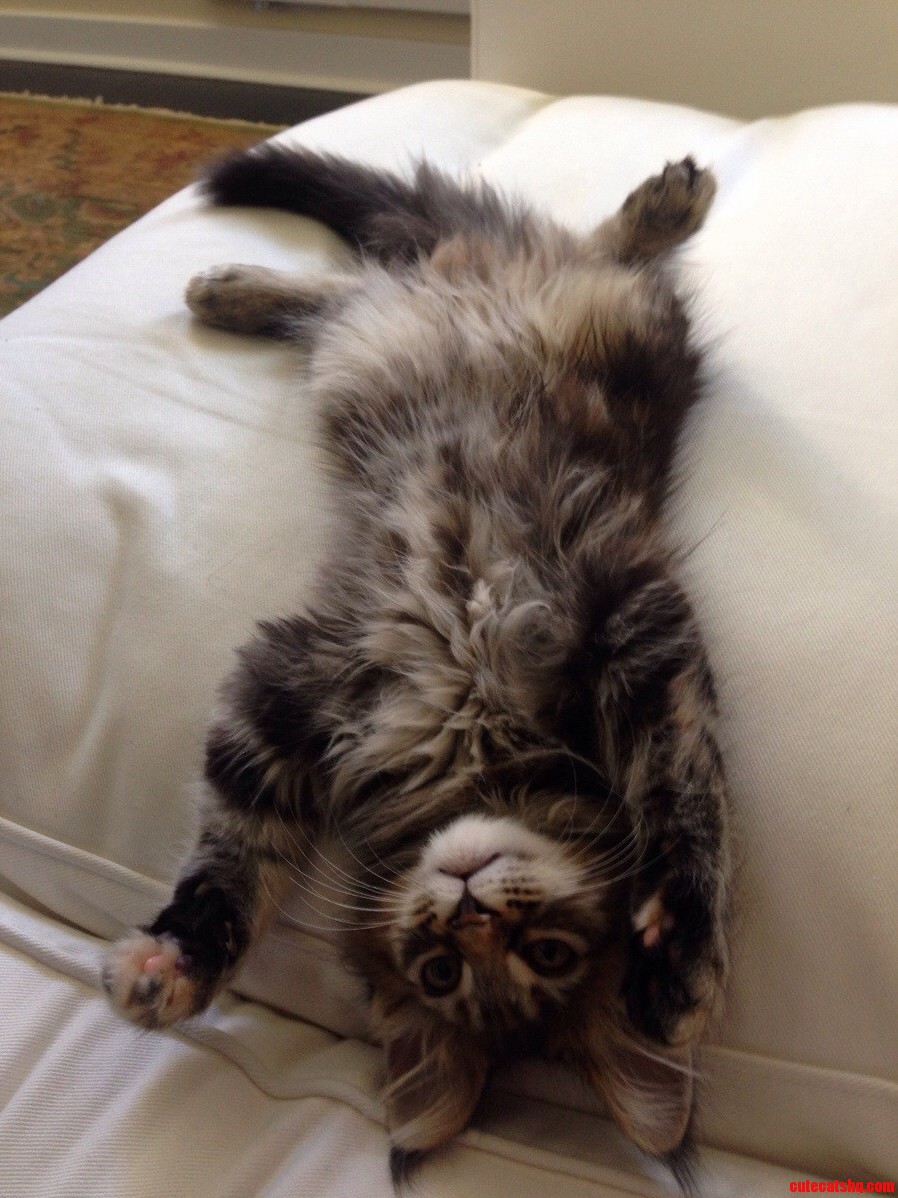 Rub My Tummy Please