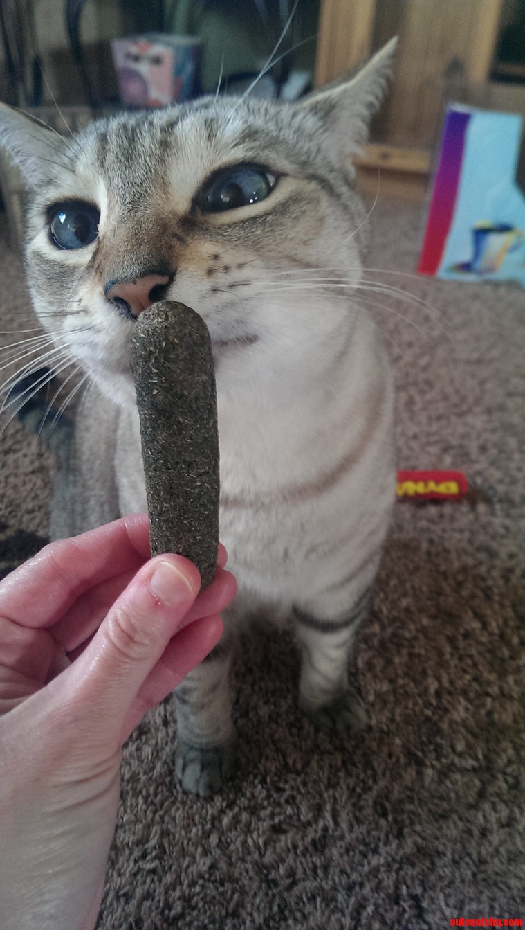Rufus Loves His Nip