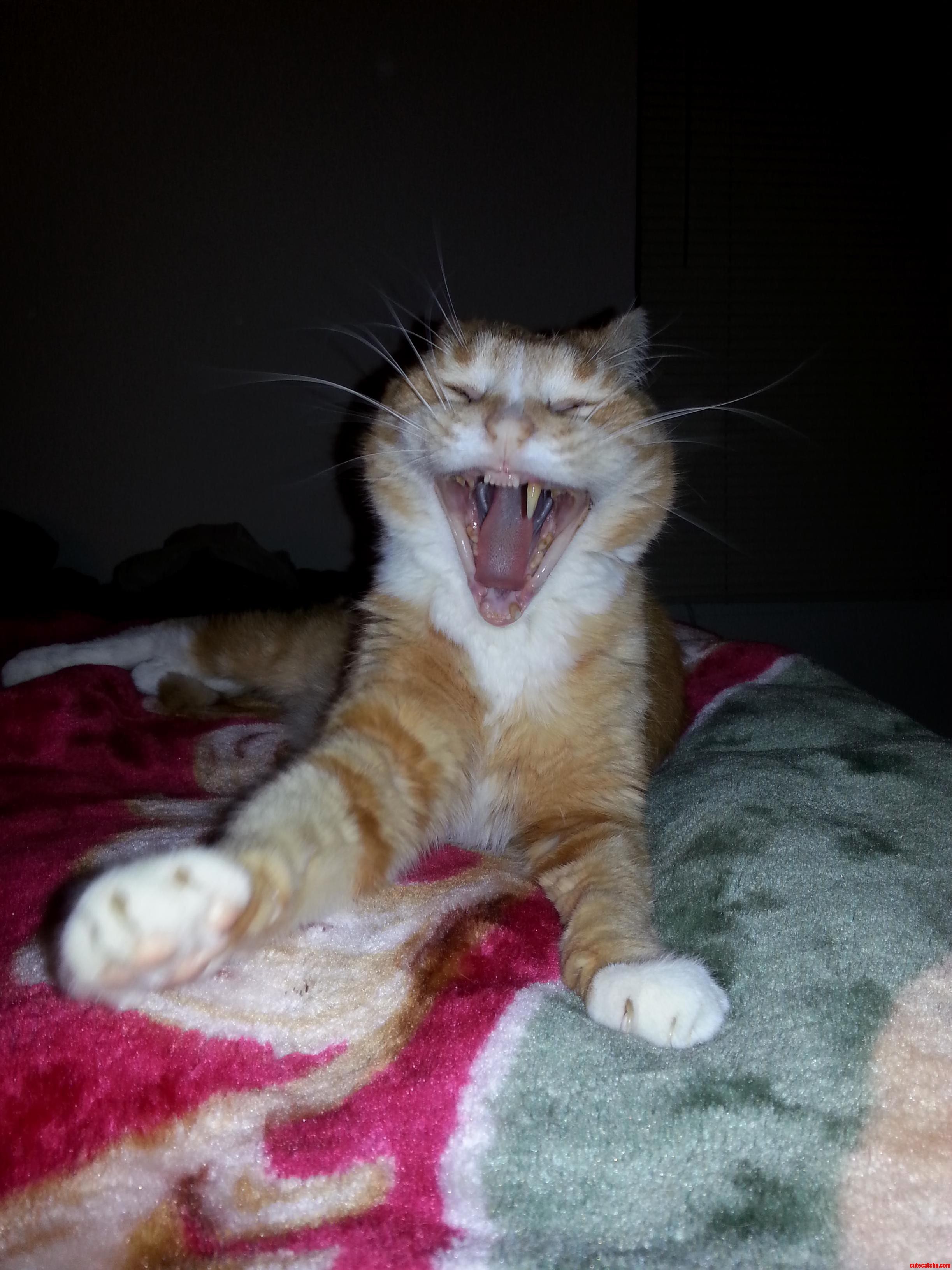 Rufuss Demonoid-joker Yawn Face